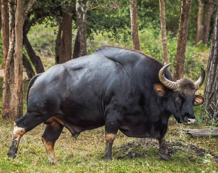 “The Gaur (Indian bison) is the largest wild bovid alive today. Reaching upto 3,300 pounds, Gaurs are capable of chasing off and killing tigers in self-defense.”