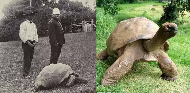 jonathan the tortoise 2020