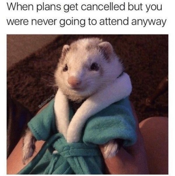 ugly ferrets - When plans get cancelled but you were never going to attend anyway adapmoms