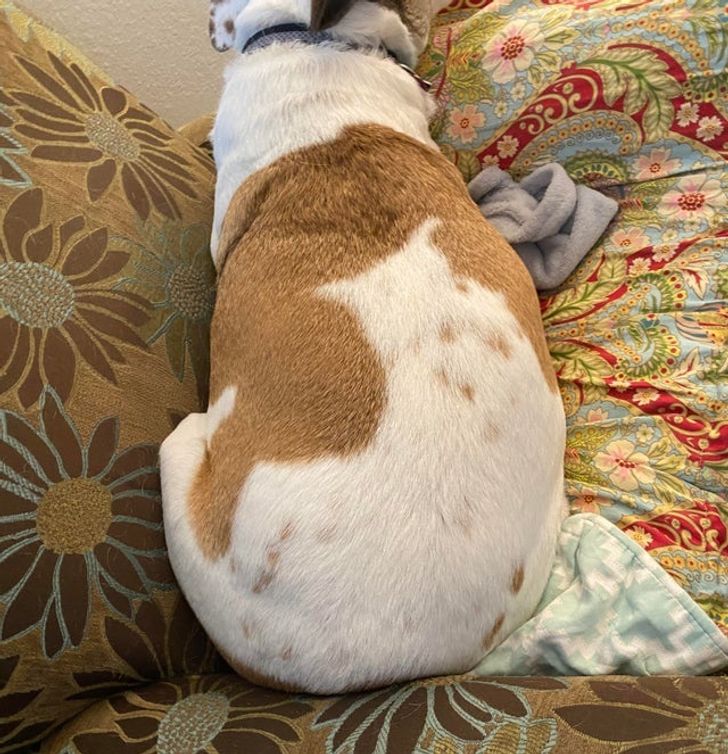 “My chunky dog has the image of a cat on her back, and they appear to share a tail.”