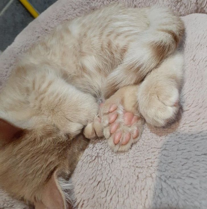 “My cat has 7 toe beans on each paw.”