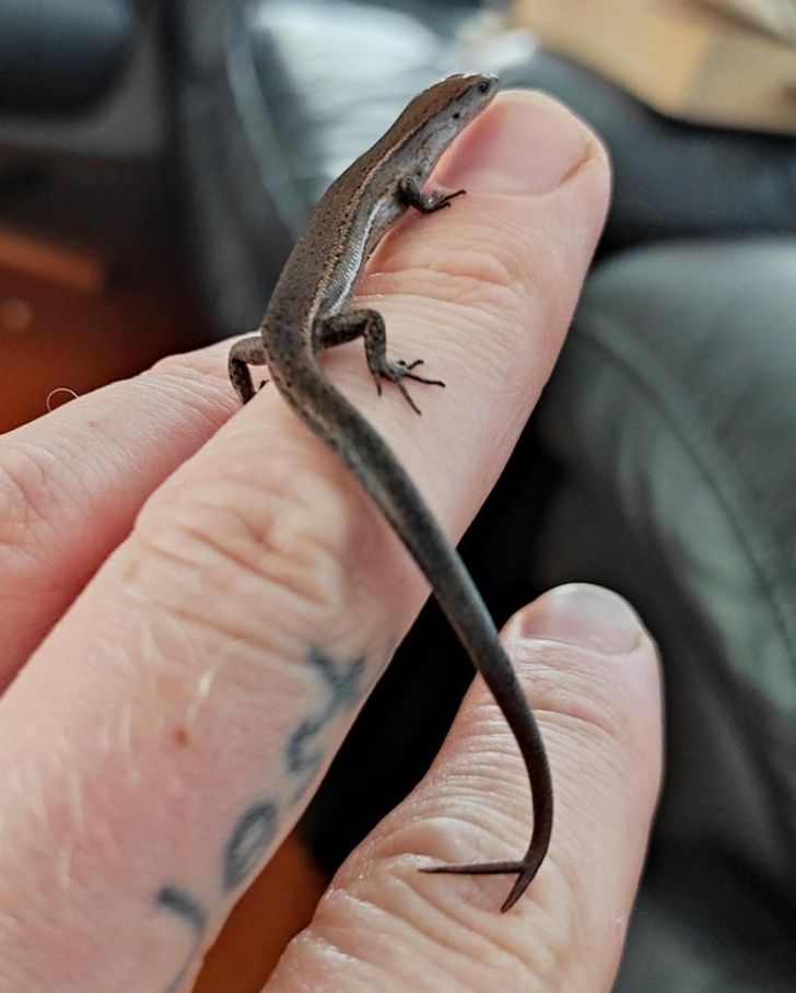 The tail of this lizard has 2 tips.