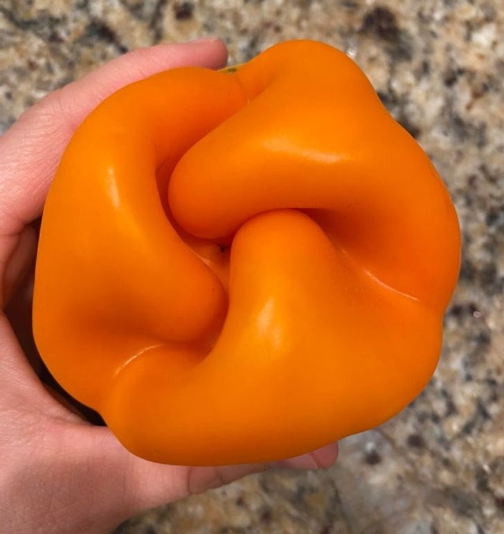 This bell pepper has an almost-perfect swirl on its top.