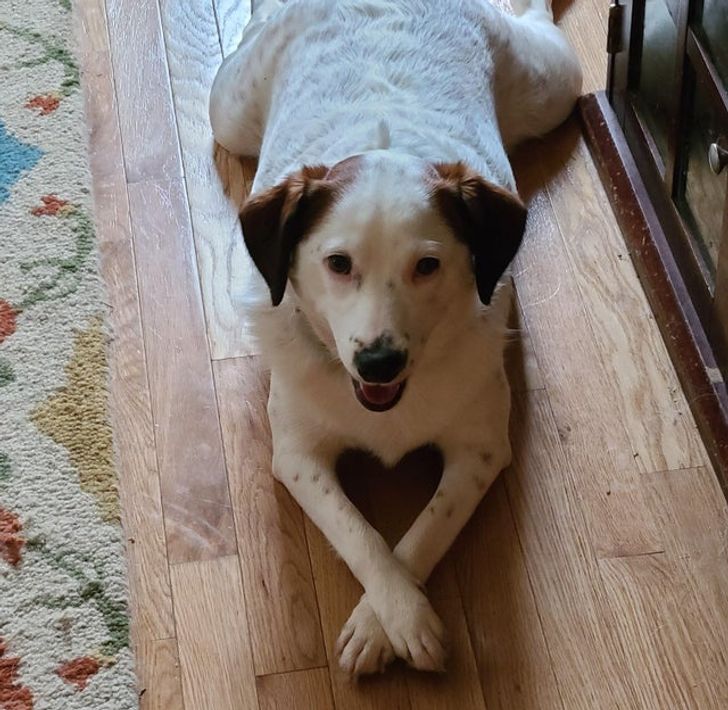 This doggo doesn’t need any words to say, “I love you.”