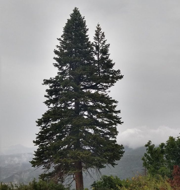 There’s a little tree growing on the branch of this big tree.