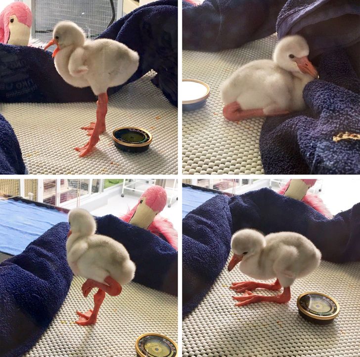 This is a baby flamingo.