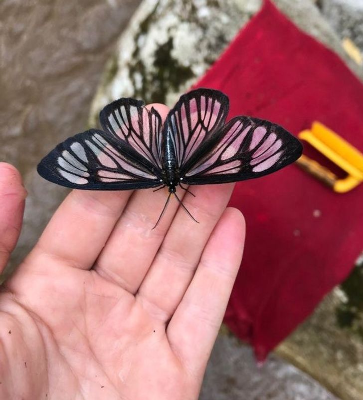 “This little transparent butterfly landed on me in the Ecuadorian Amazon.”