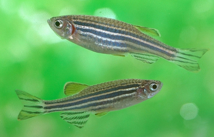 zebra fish male and female