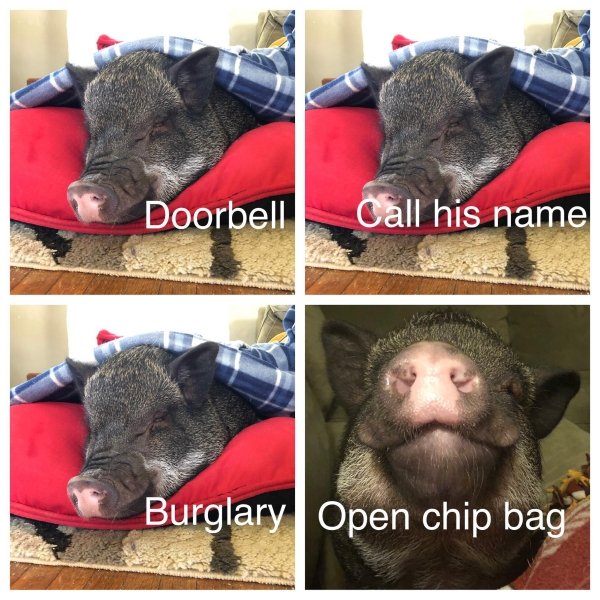 fauna - Doorbell Call his name Burglary Open chip bag