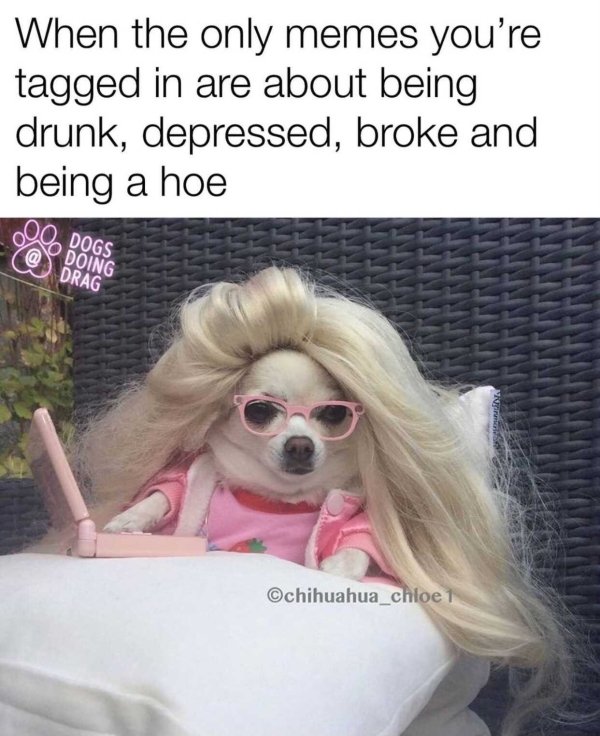 funny memes about adulthood - funny memes faces dogs - When the only memes you're tagged in are about being drunk, depressed, broke and being a hoe