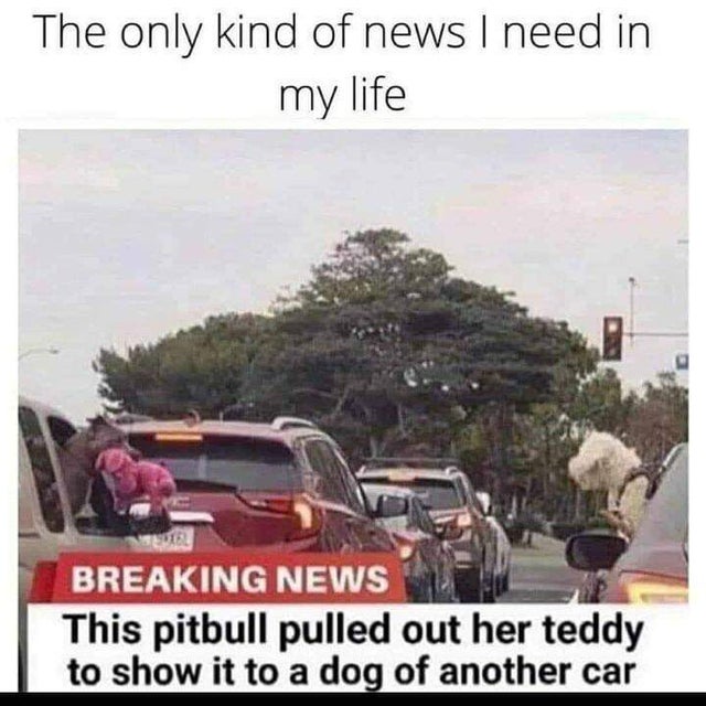 breaking news this pitbull - The only kind of news I need in my life Breaking News This pitbull pulled out her teddy to show it to a dog of another car