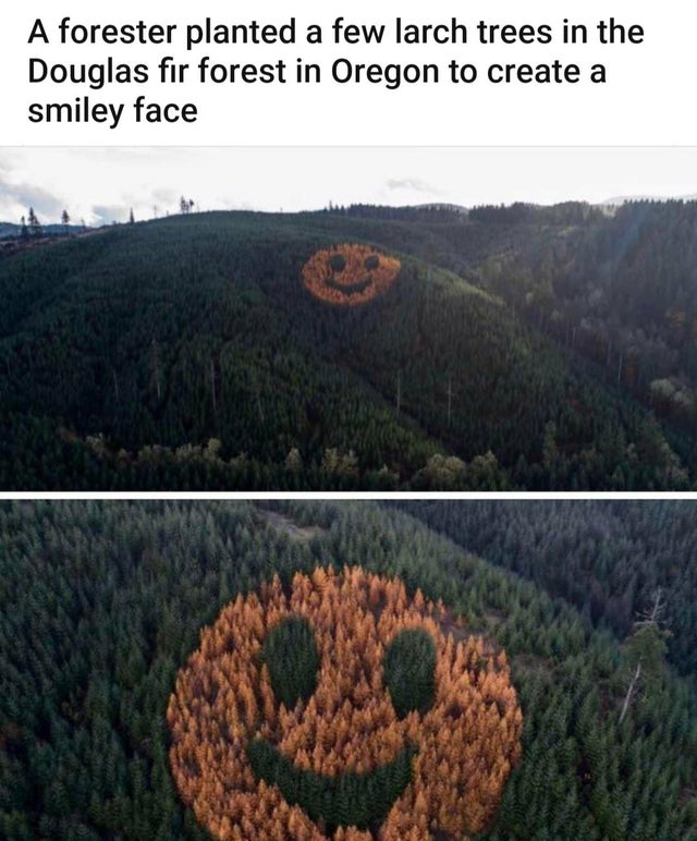 giant smiley face of trees - A forester planted a few larch trees in the Douglas fir forest in Oregon to create a smiley face