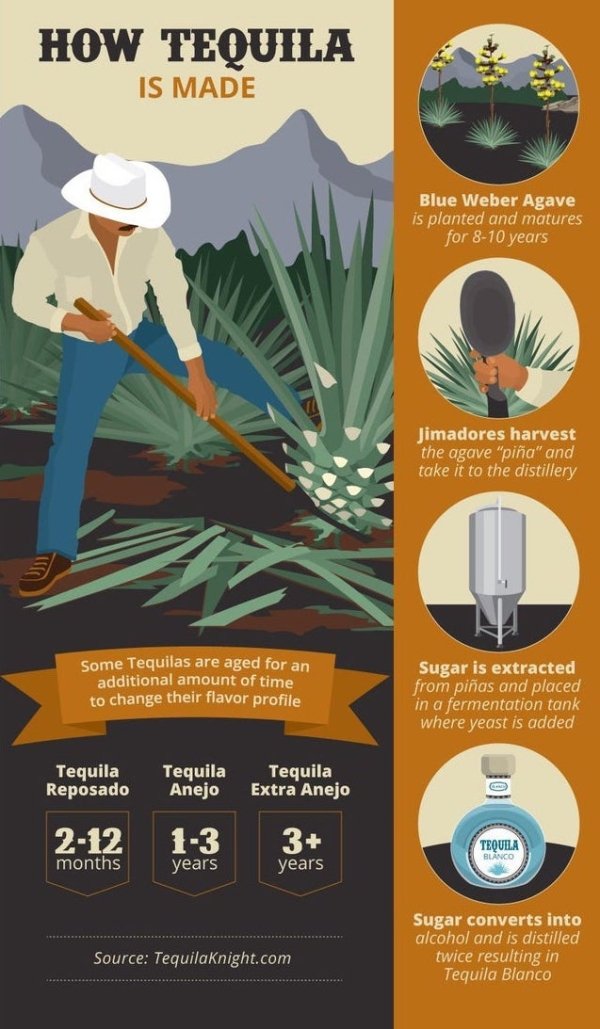 making tequila - How Tequila Is Made Blue Weber Agave is planted and matures for 810 years Jimadores harvest the agave "pia" and take it to the distillery Some Tequilas are aged for an additional amount of time to change their flavor profile Sugar is extr