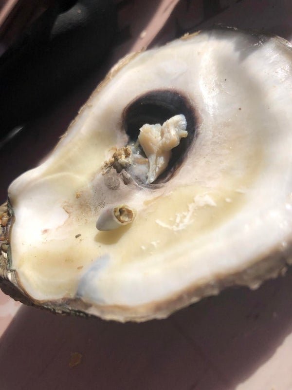 oyster