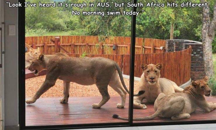 Lion - "Look I've heard it's rough in Aus, but South Africa hits different. No morning swim today