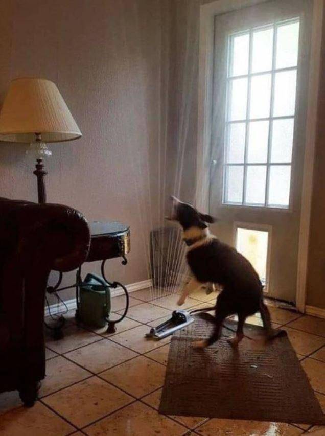 dog brings sprinkler inside