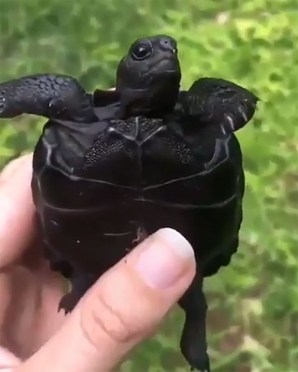 galapagos tortoise hatchling