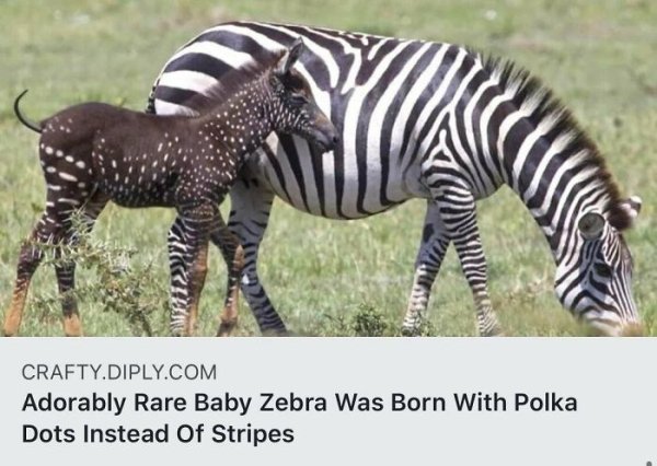 rare colored foals - Crafty.Diply.Com Adorably Rare Baby Zebra Was Born With Polka Dots Instead Of Stripes