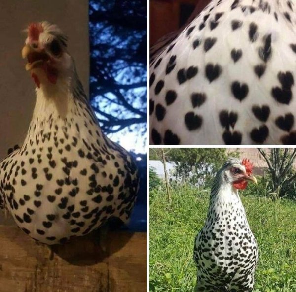 chicken with heart pattern