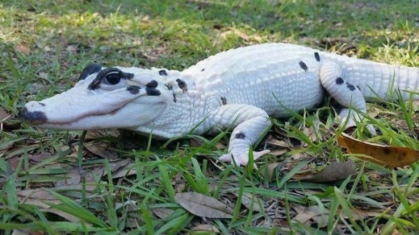 leucistic alligator