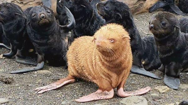 ginger seal pup