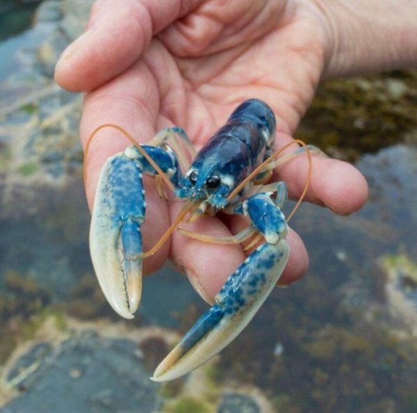 baby blue lobster