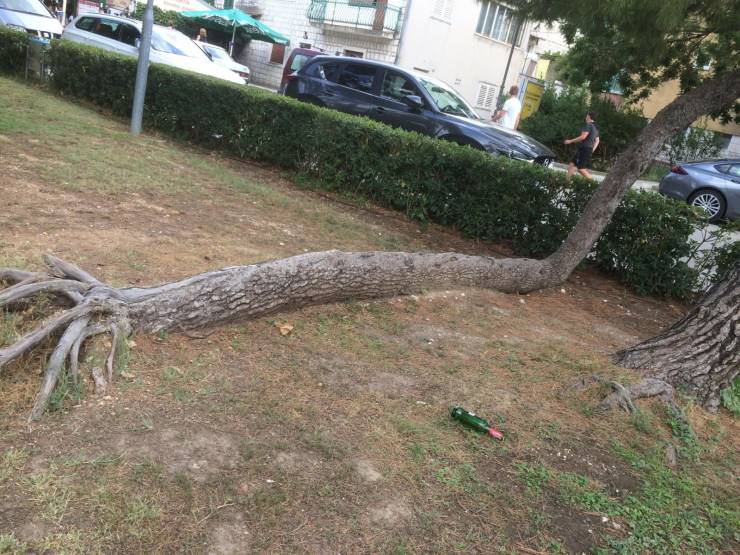 “Tree fell but grew back up.”