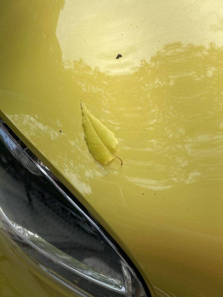 “This leaf fell on a car of the exact same color.”