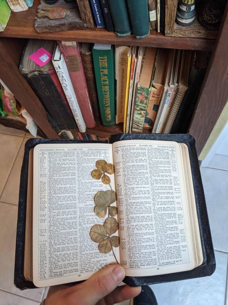 “Found a bible in an antique store. When opened, it flipped to antique pressed 4 leaf clovers.”