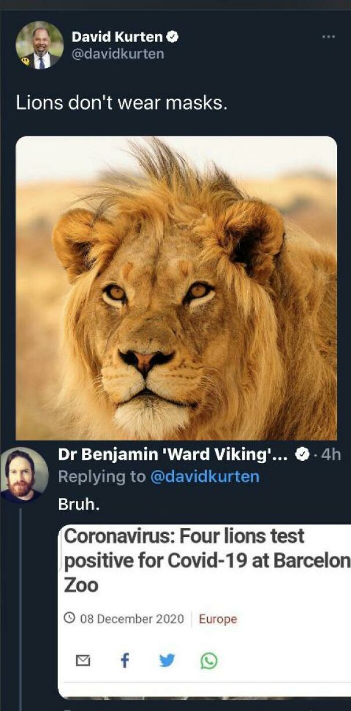 africian lions - David Kurten Lions don't wear masks. Dr Benjamin 'Ward Viking'... 4h Bruh. Coronavirus Four lions test positive for Covid19 at Barcelon Zoo Europe f
