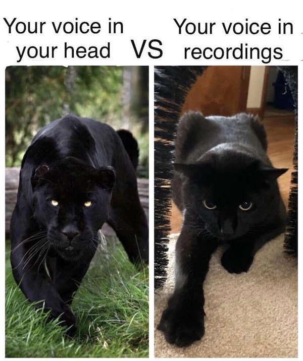 house panther cat - Your voice in Your voice in your head Vs recordings