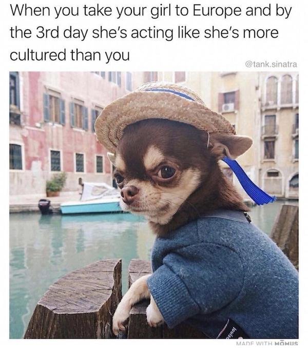 funny dog memes chihuahua - When you take your girl to Europe and by the 3rd day she's acting she's more cultured than you sinatra louis Made With Momus
