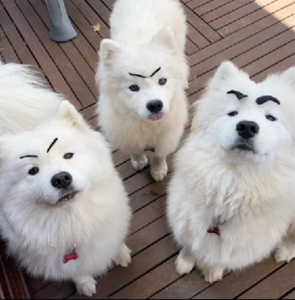 funny memes - white dogs wearing funny Eyebrows