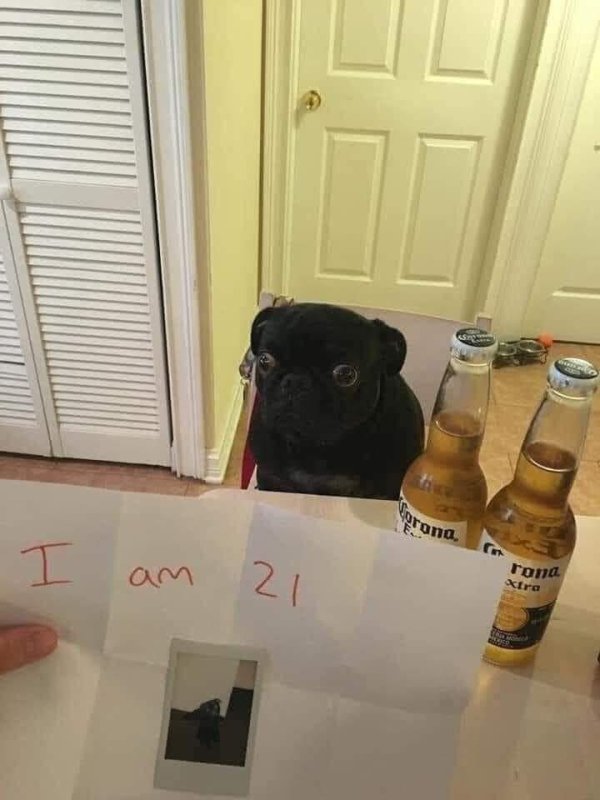 funny memes - dog trying to drink beer, presents photo that says I am 21