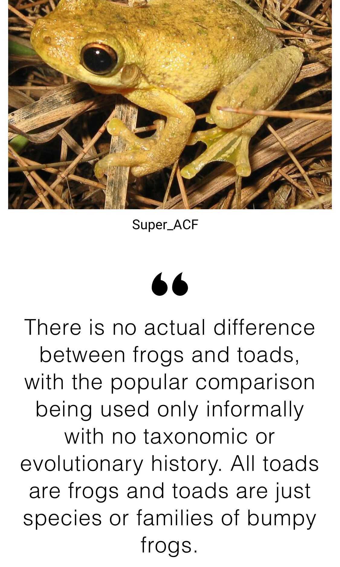 fauna - Super_ACF There is no actual difference between frogs and toads, with the popular comparison being used only informally with no taxonomic or evolutionary history. All toads are frogs and toads are just species or families of bumpy frogs.