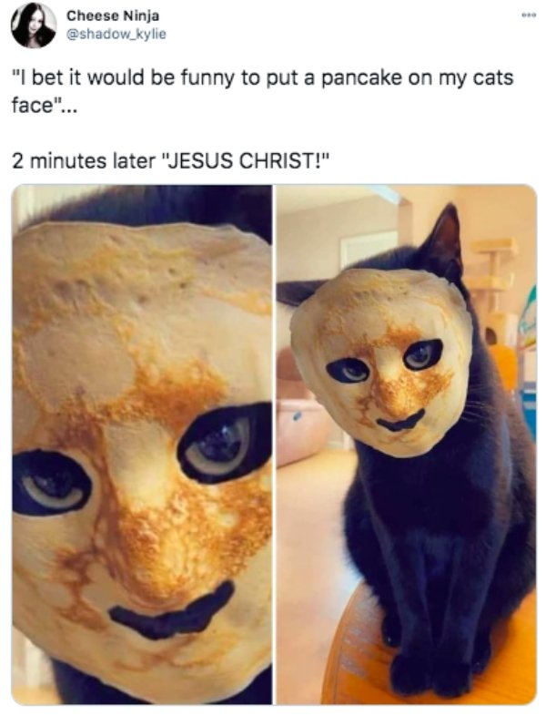 cat - Cheese Ninja "I bet it would be funny to put a pancake on my cats face"... 2 minutes later "Jesus Christ!"