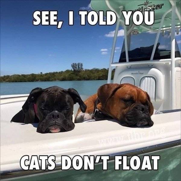 funny boxer dog - estar See, I Told You Cats Don'T Float