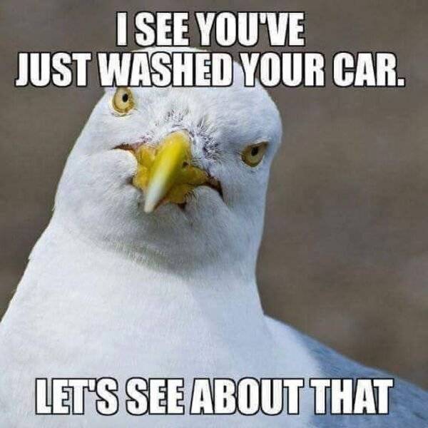beak - I See You'Ve Just Washed Your Car. Let'S See About That
