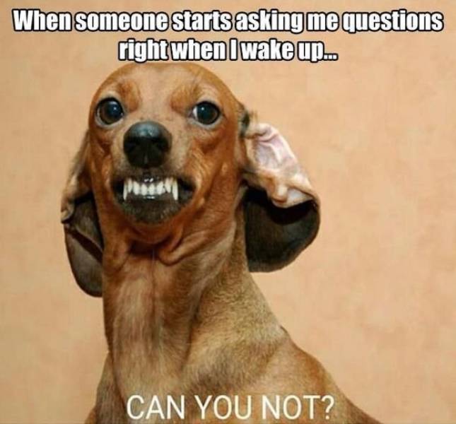dog memes - When someone starts asking me questions right when I wake up.. Can You Not?