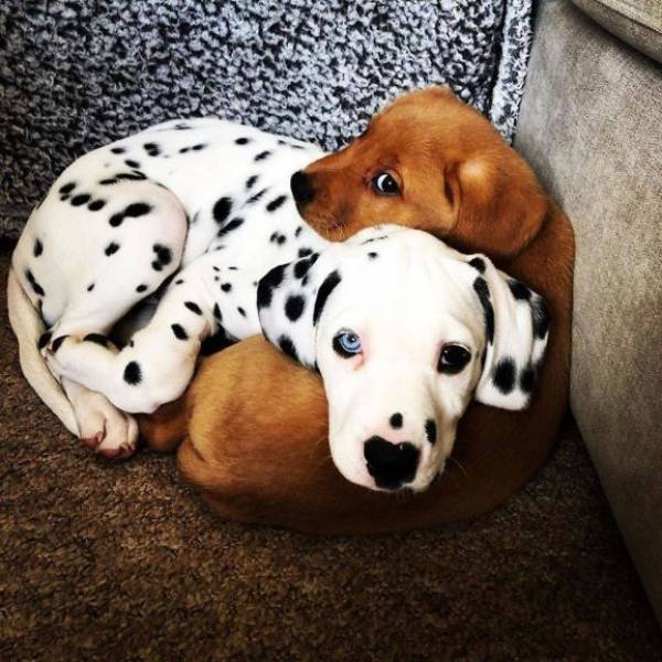 puppies cute baby animals