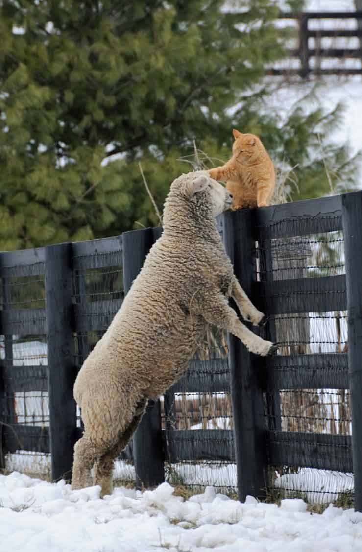 sheep and cat friends
