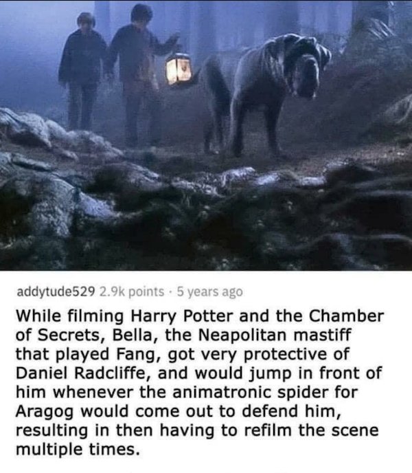 fauna - addytude529 points. 5 years ago While filming Harry Potter and the Chamber of Secrets, Bella, the Neapolitan mastiff that played Fang, got very protective of Daniel Radcliffe, and would jump in front of him whenever the animatronic spider for Arag