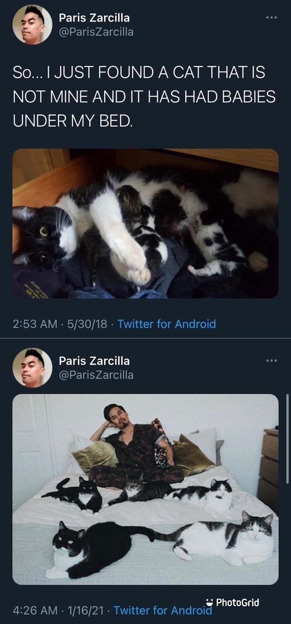 photo caption - Paris Zarcilla So... I Just Found A Cat That Is Not Mine And It Has Had Babies Under My Bed. 53018. Twitter for Android Paris Zarcilla 3 PhotoGrid 11621 Twitter for Android