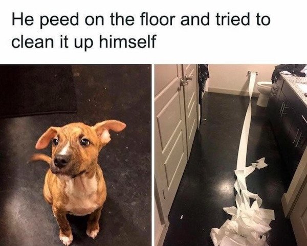 we don t deserve dogs quotes - He peed on the floor and tried to clean it up himself