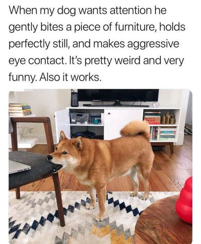 smart doggo - When my dog wants attention he gently bites a piece of furniture, holds perfectly still, and makes aggressive eye contact. It's pretty weird and very funny. Also it works. Seregno