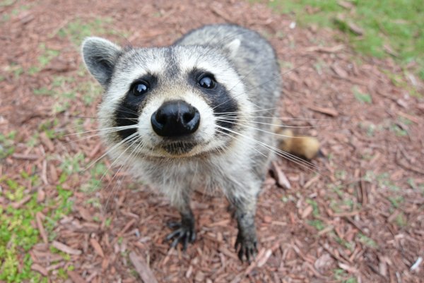 curious raccoon