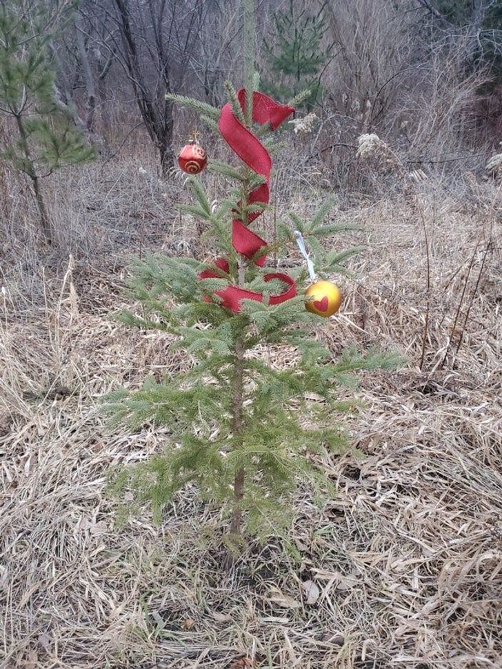 “I found this little Christmas tree while walking around in the woods.”