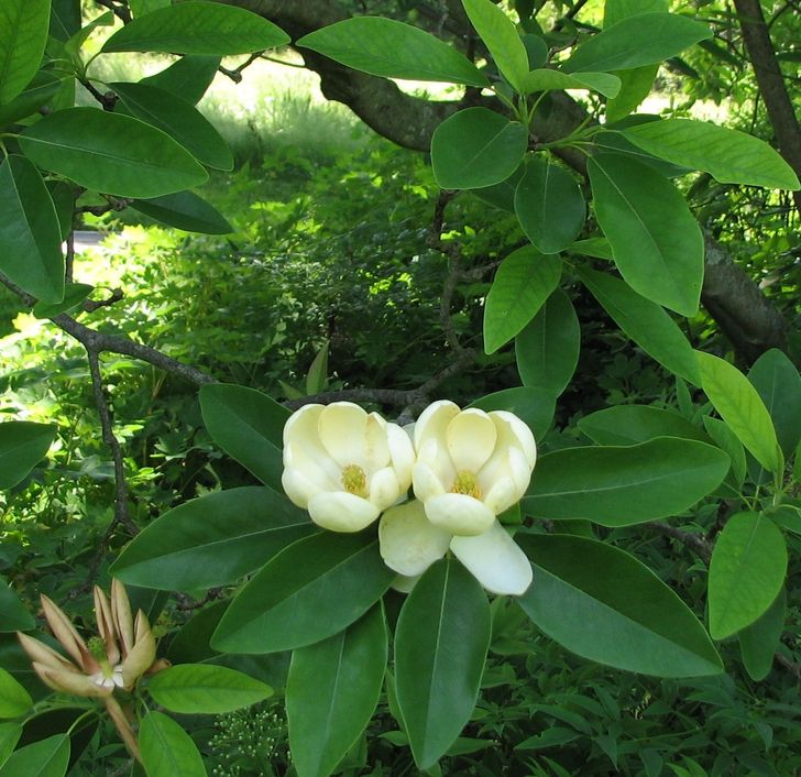 Magnolia is such an ancient flower, it’s actually pollinated by beetles. That’s because bees didn’t even exist when magnolia first appeared.