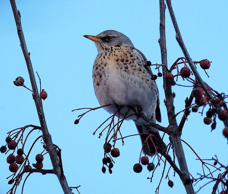 Fieldfare birds dive on birds of prey and fire at them with their poop. Sometimes they do it so well that the prey isn’t able to continue their flight.