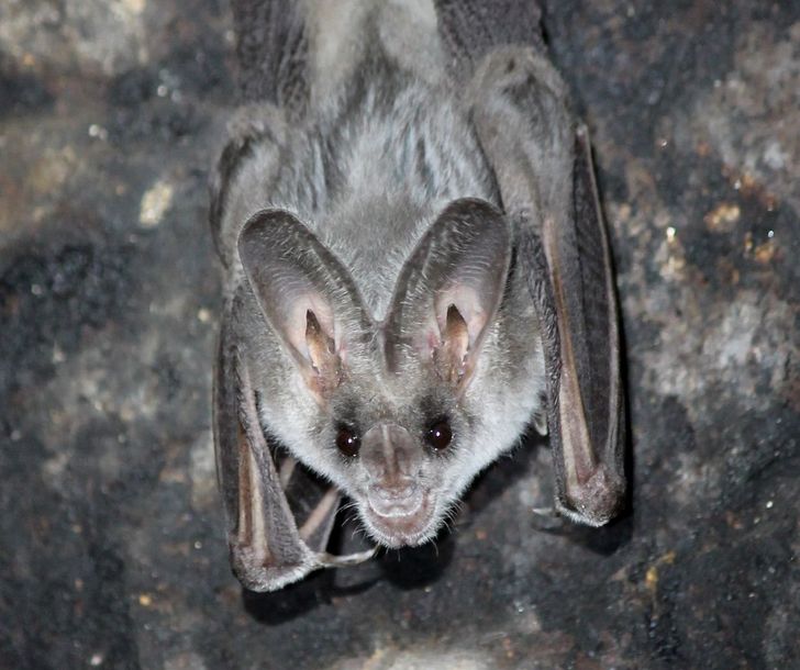 Despite the common myth, bats are not blind. On the contrary, their eyesight is sharper than that of humans! It’s just that they prefer echolocation.